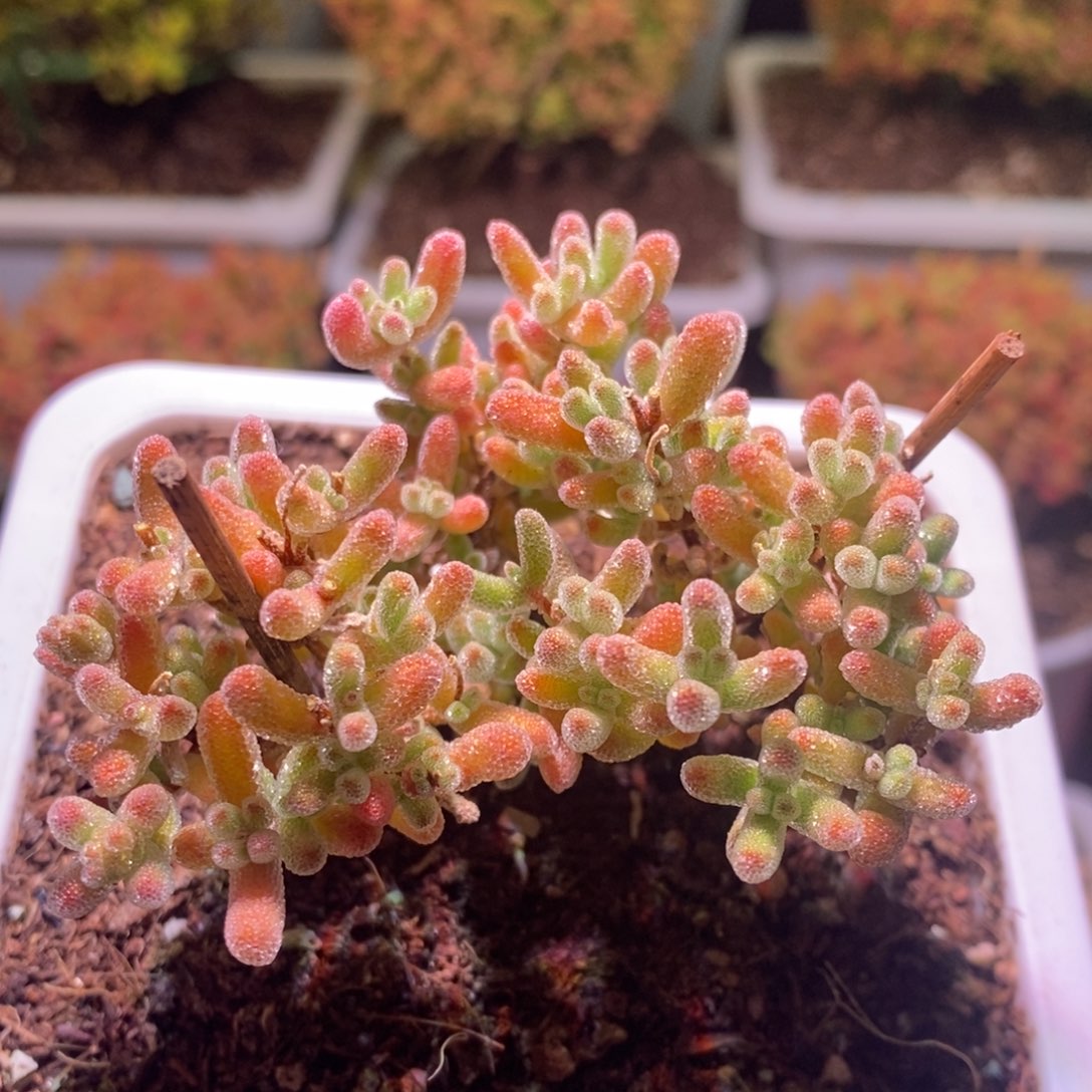 冰晶枝干番杏149