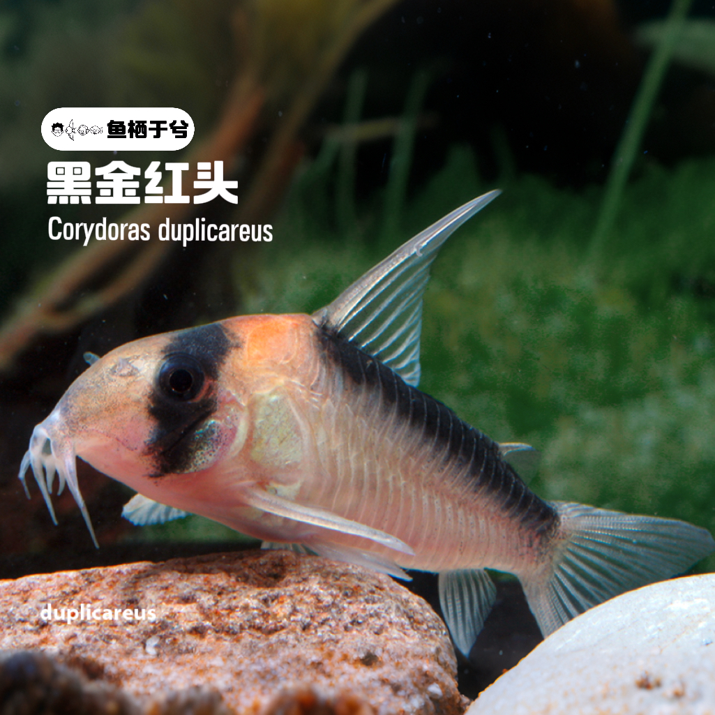 1鱼栖于兮 黑金红头鼠鱼南美鱼热带鱼