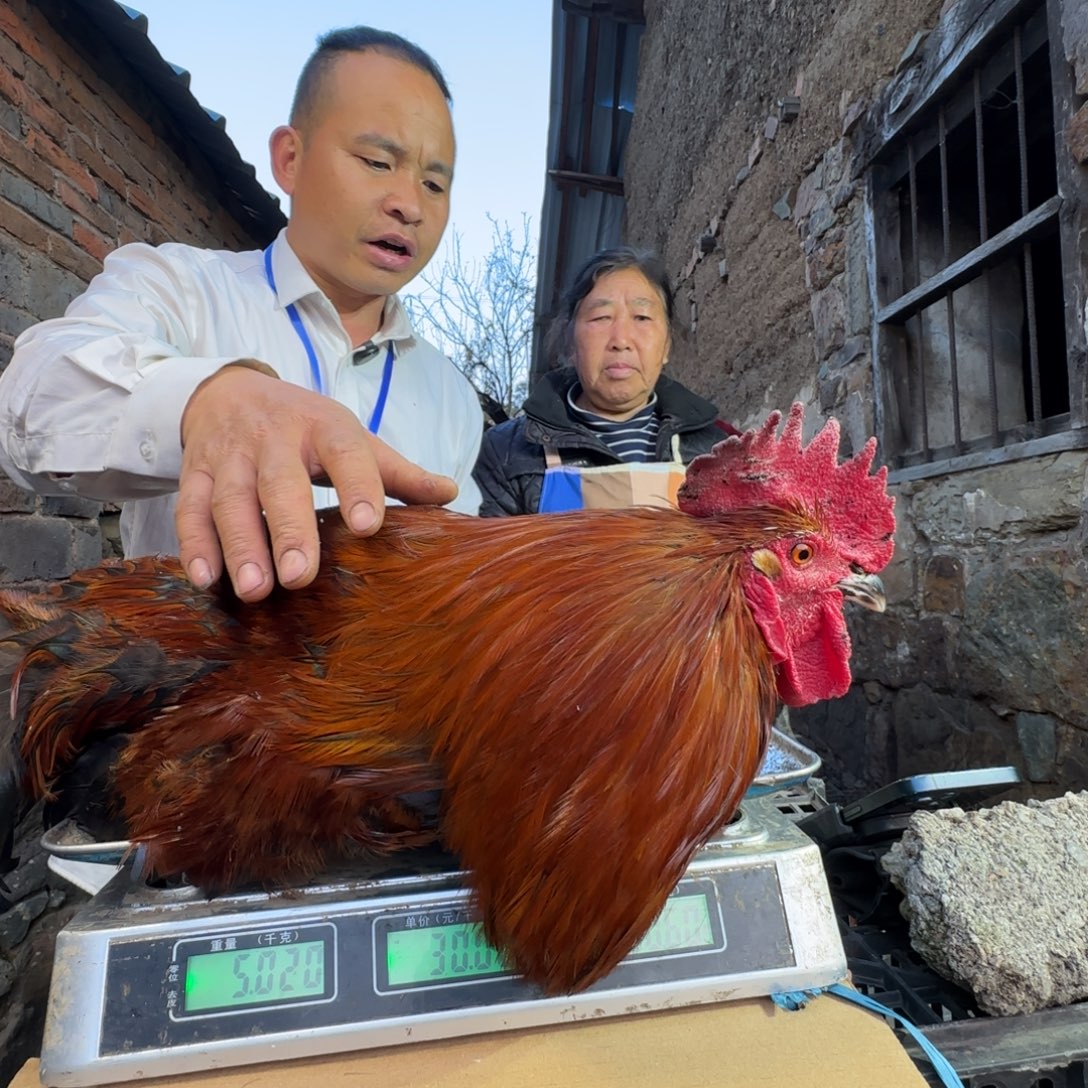 红瑶鸡农村士鸡680259
