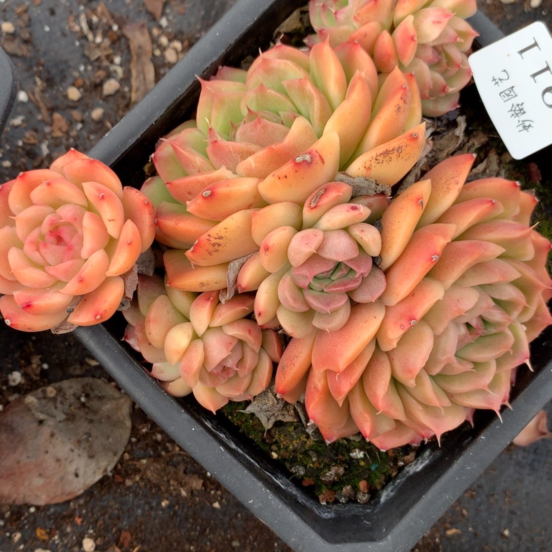 3911有叶伤杂交多肉老桩