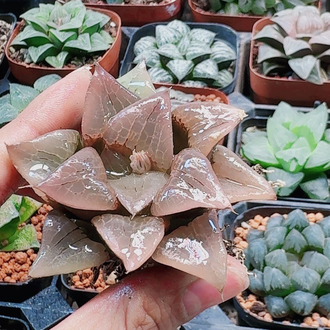 无花朵十二卷 果冻阿含糊 裸根福利