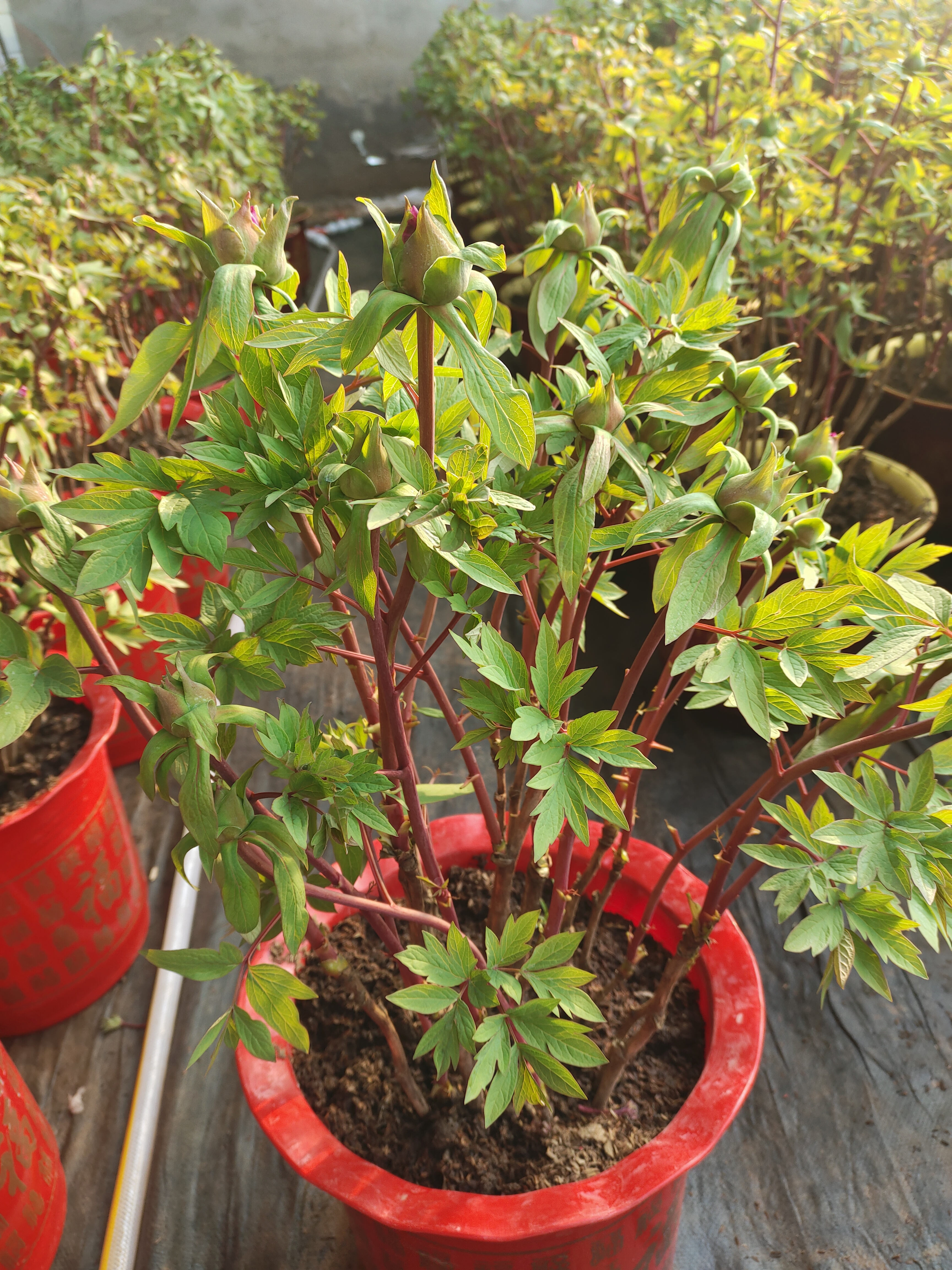 菏泽年宵花牡丹 基地直发 紫二乔