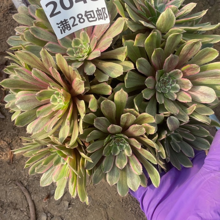 2048二号棚粉黛多肉植物B