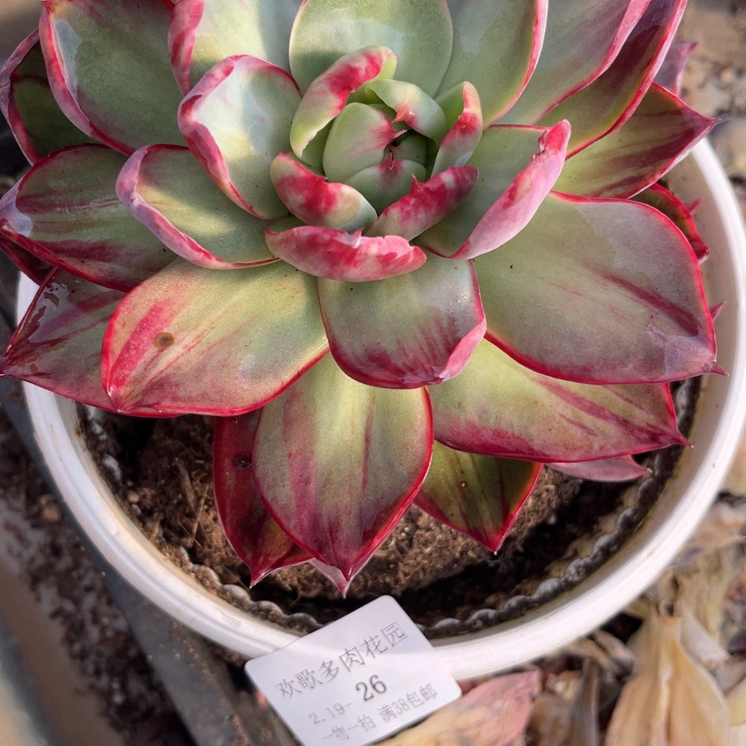 懂****暖2.19-26惊鸿仙子