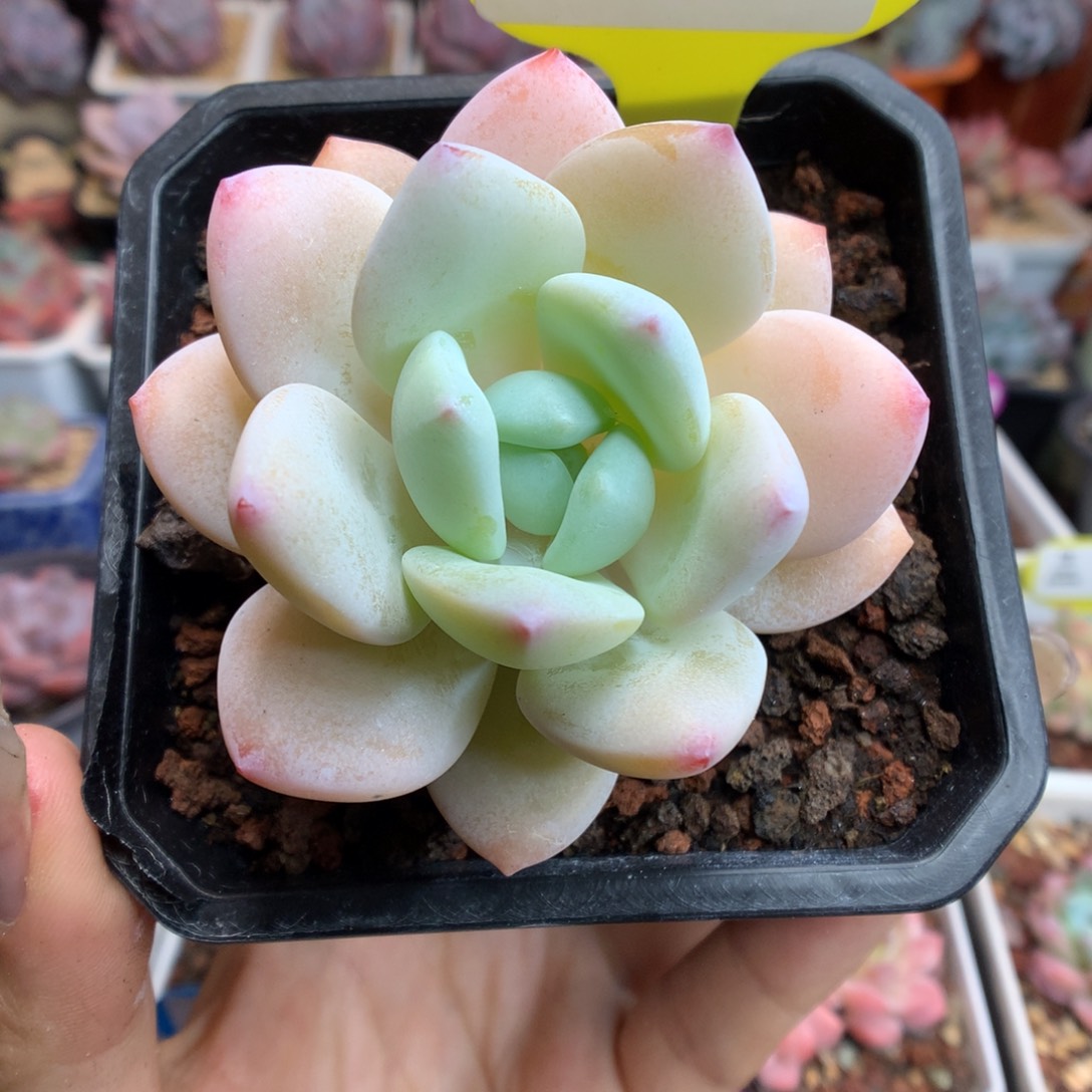 35粉白糖心多肉苹果