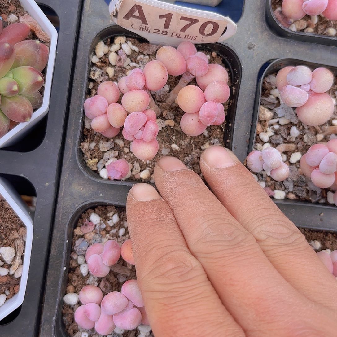 A170丸叶糖果桃蛋一物一拍