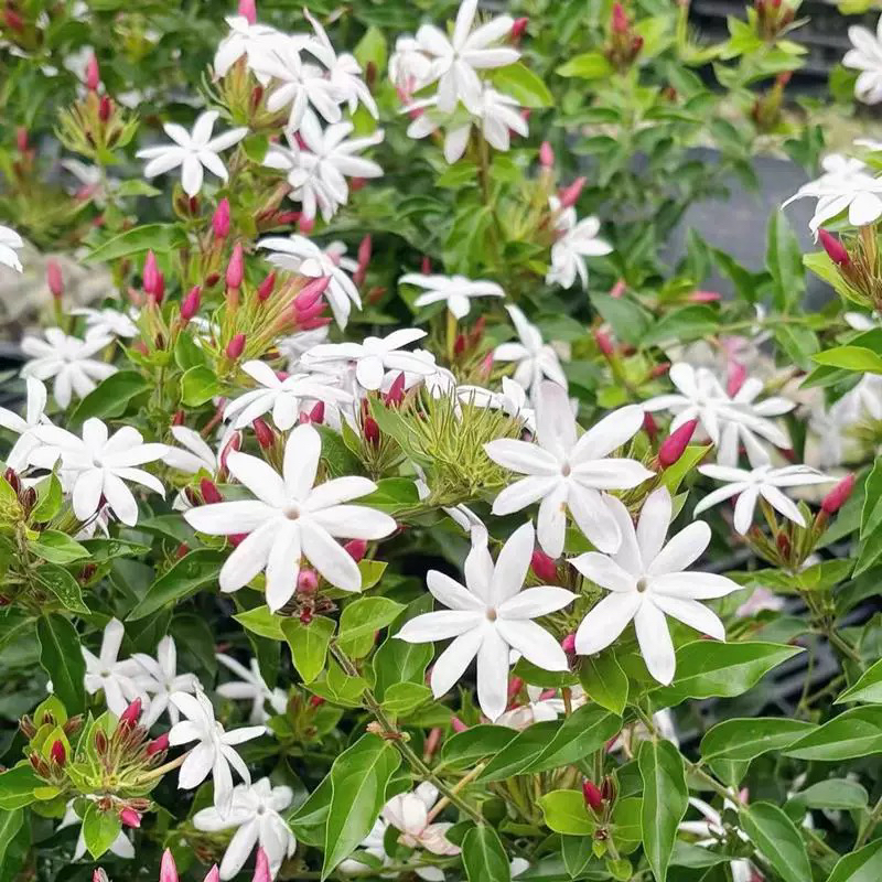 粉苞越南笔尖四季开花茉莉盆栽粉茉莉冬开茉莉颜值飘香耐寒好养护