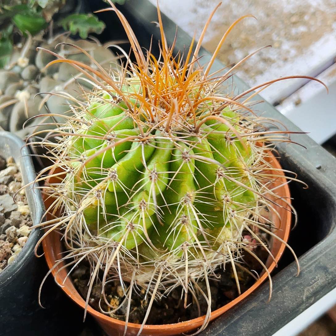 非偏远地区满25包邮仙人球