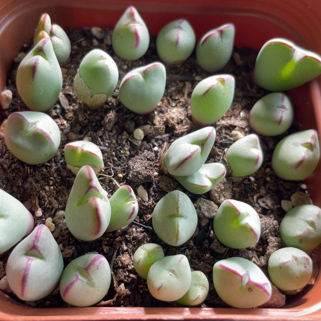 大盆特价一物一拍～24