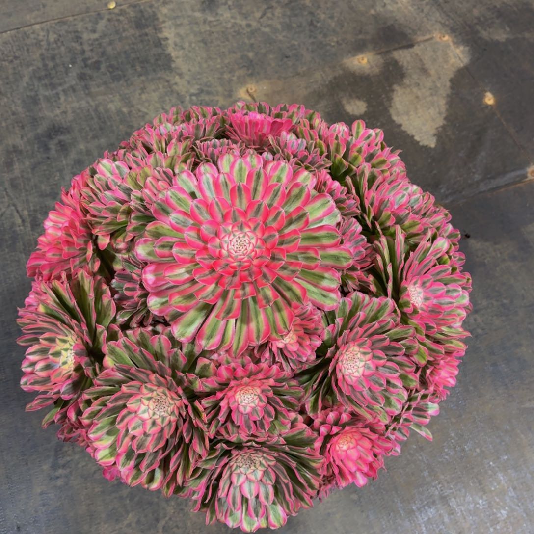 徐***姐粉铜 精品法师 锦