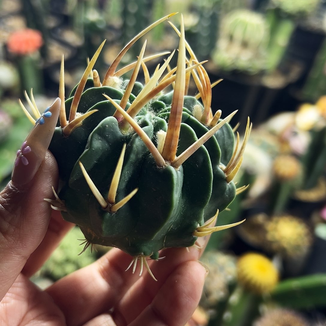 龙剑仙人球111111111