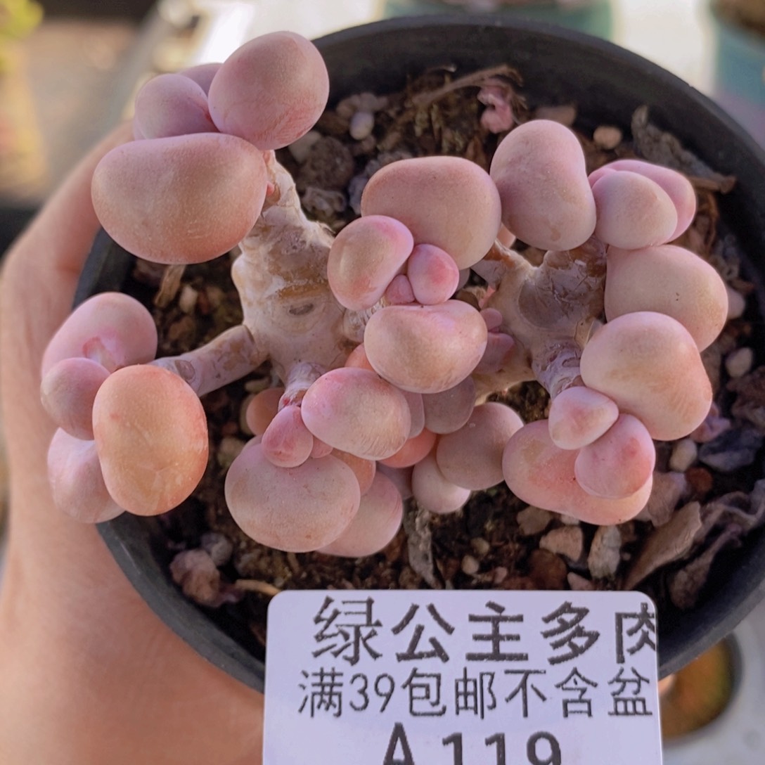 腰子桃蛋老桩7cm119多肉植物