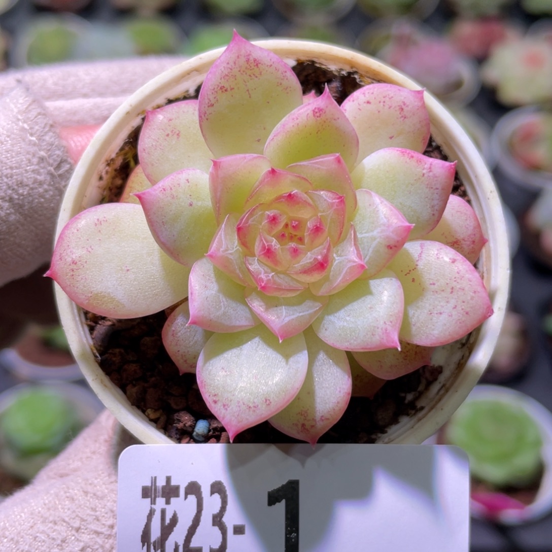 花利美23-1新品单头