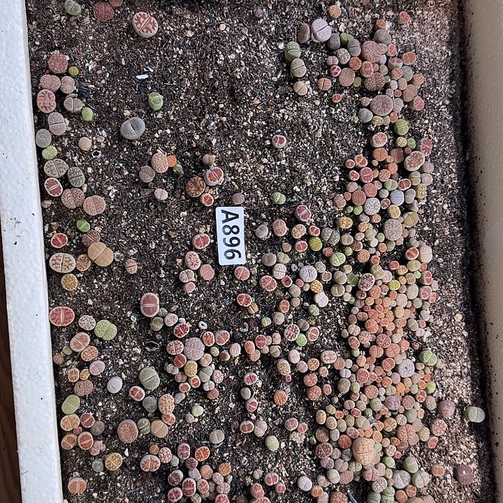 896生石花整筐脱土发货