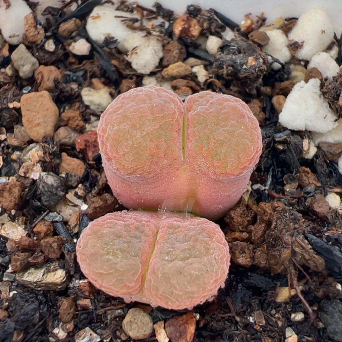 021多肉植物百科