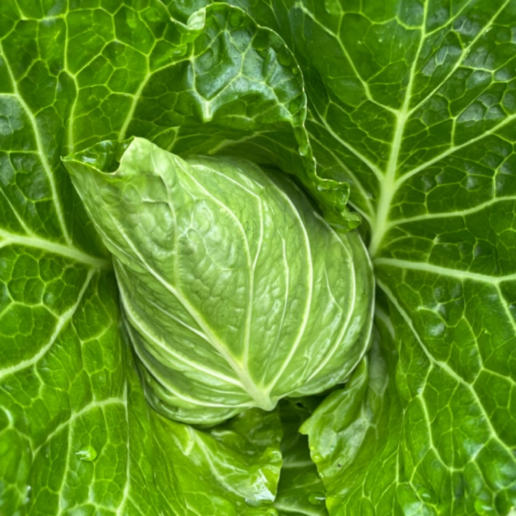 自产牛心甘蓝3斤（29.9）包邮到家绿色蔬菜