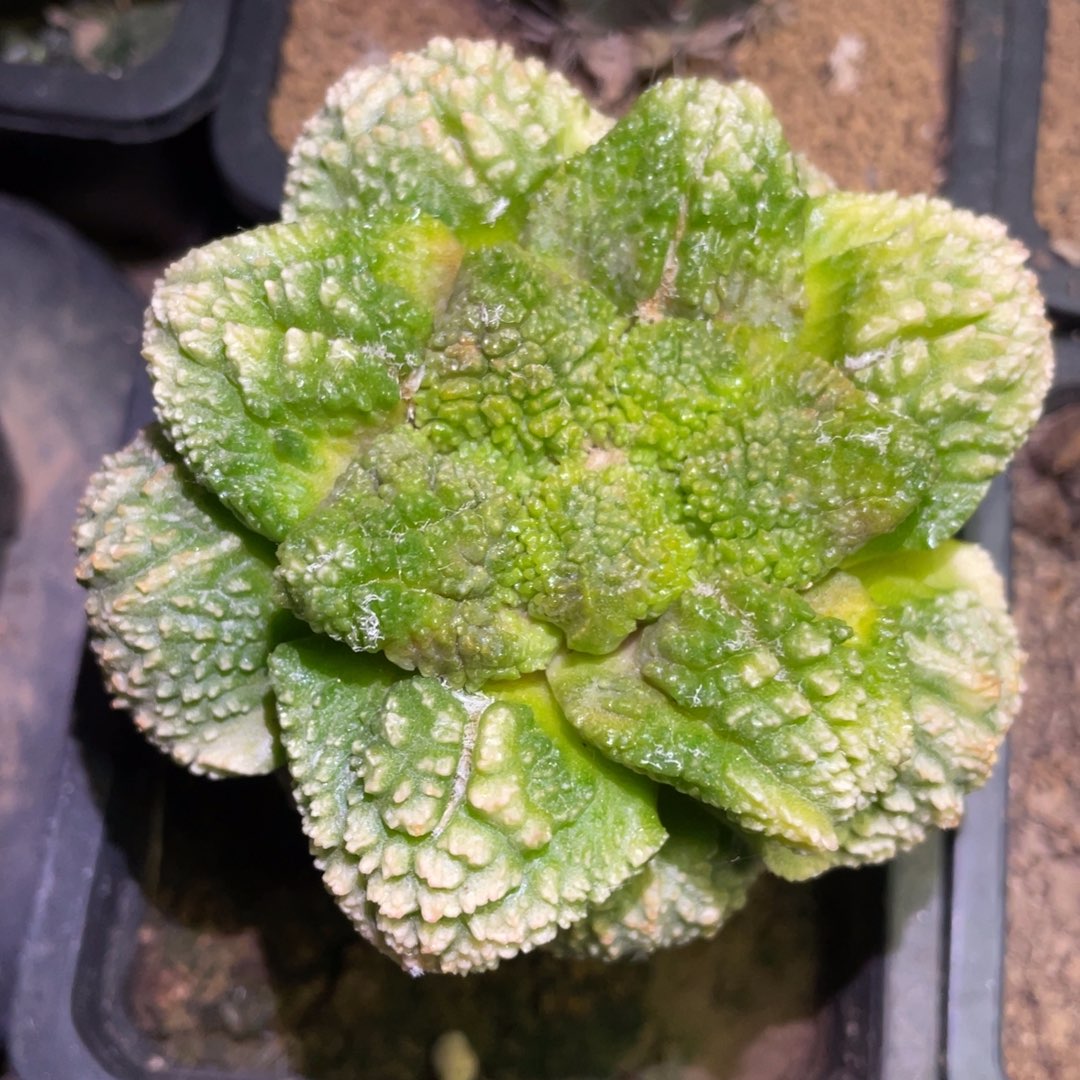 无花朵精选大型无毛荧光黄体哥斯拉牡丹锦