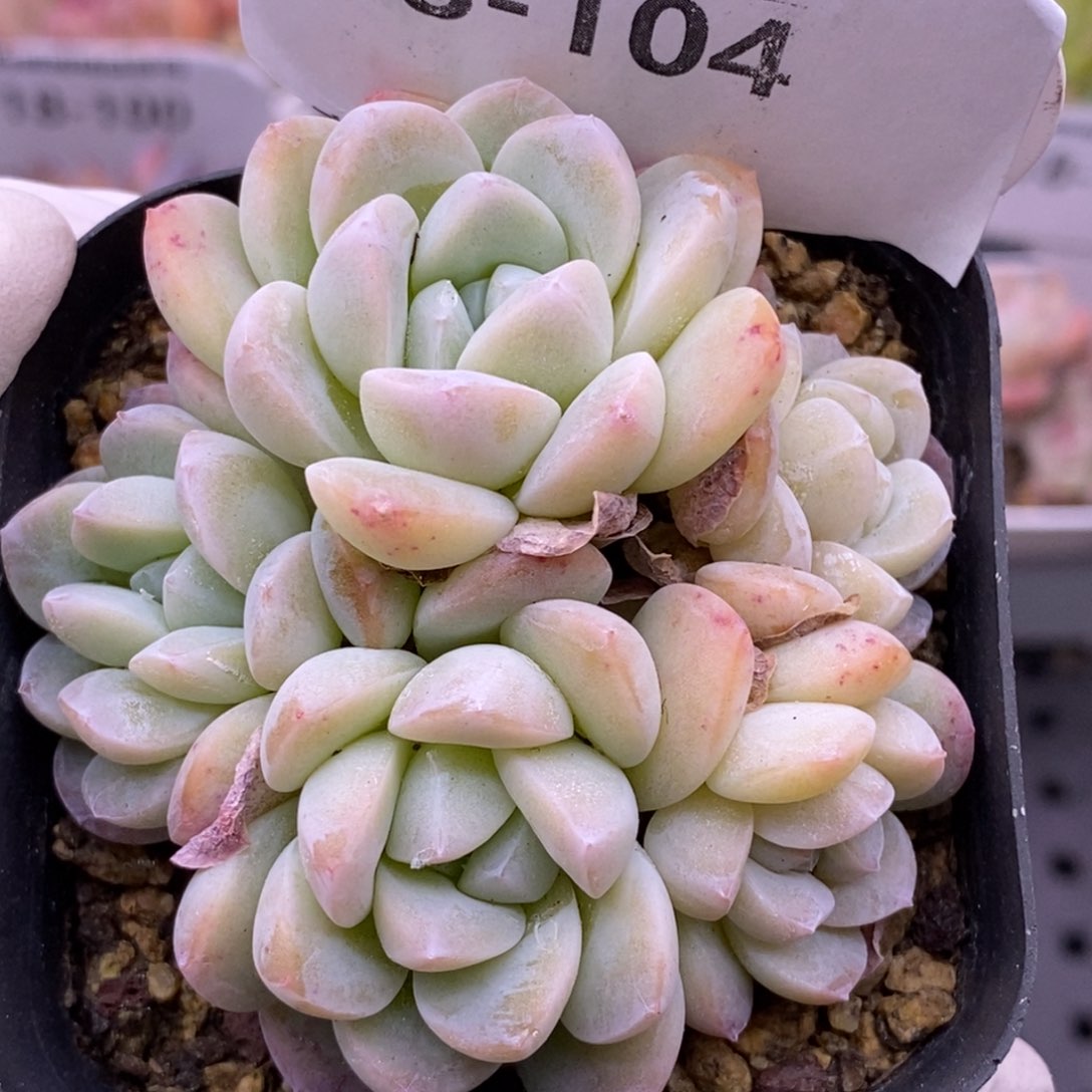 【闪购商品】18-104