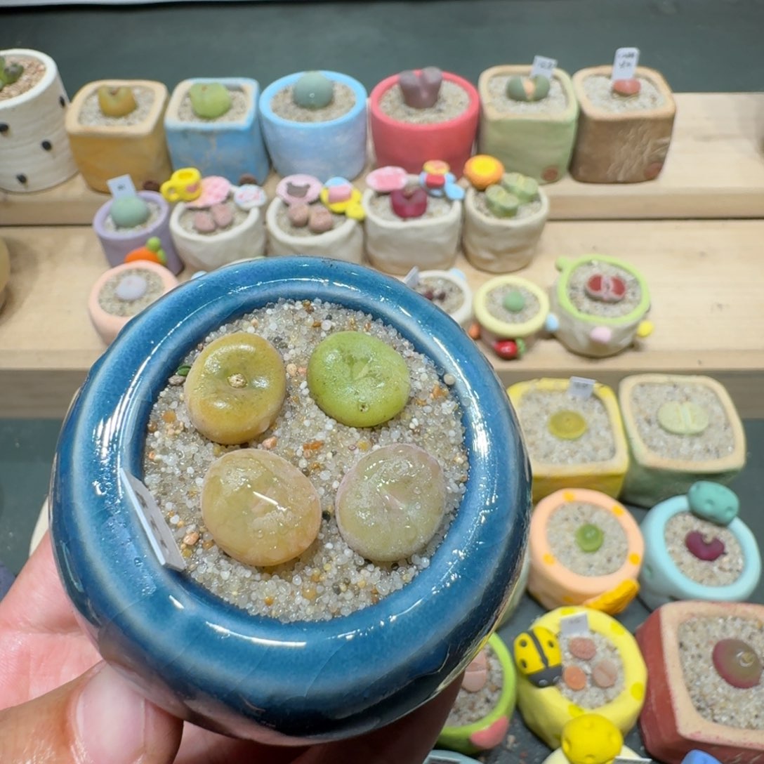 红陶蘑菇1243空卡