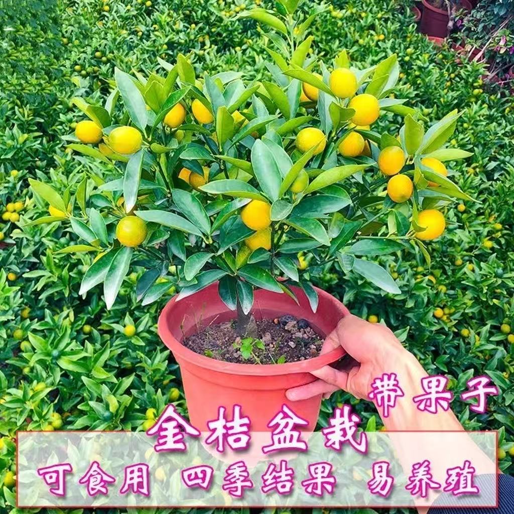 【带果发货】脆密金橘绿植盆栽南北方能种