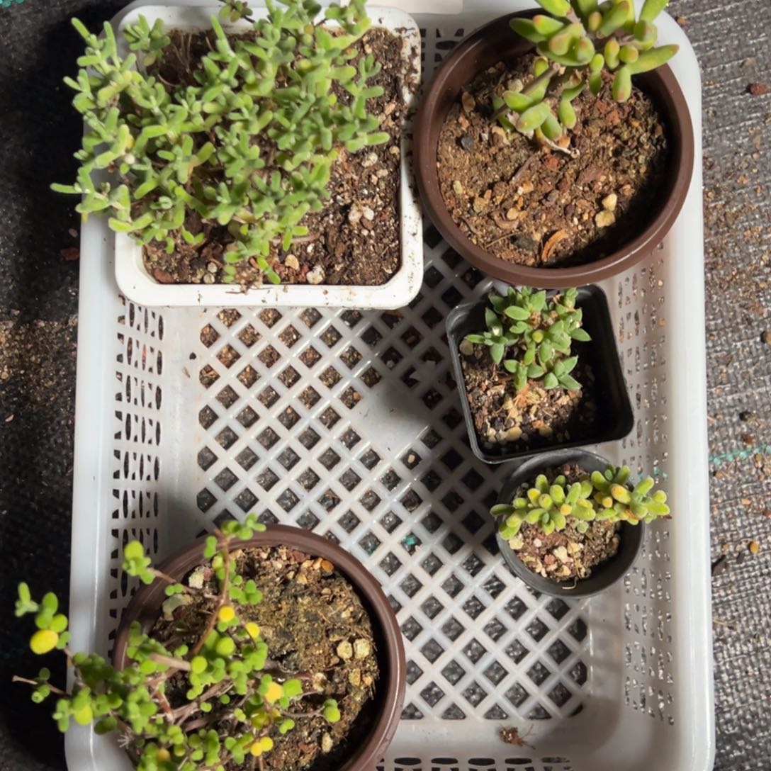 7号套餐老桩福利精品