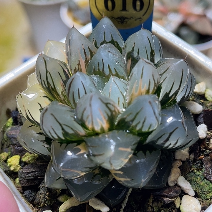 616水中月锦亚成猪