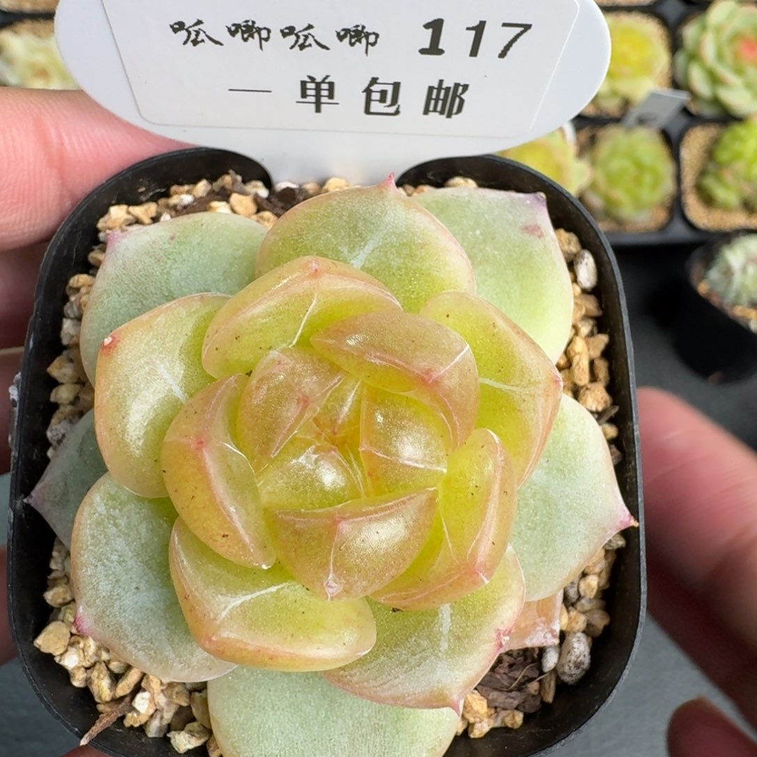 0117-3015单头一颗