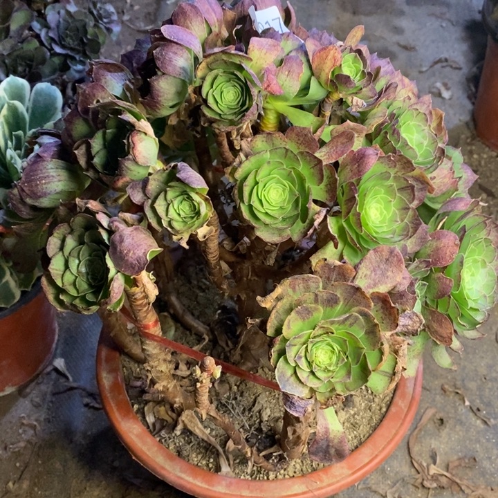 万圣夜多肉断头不包1817