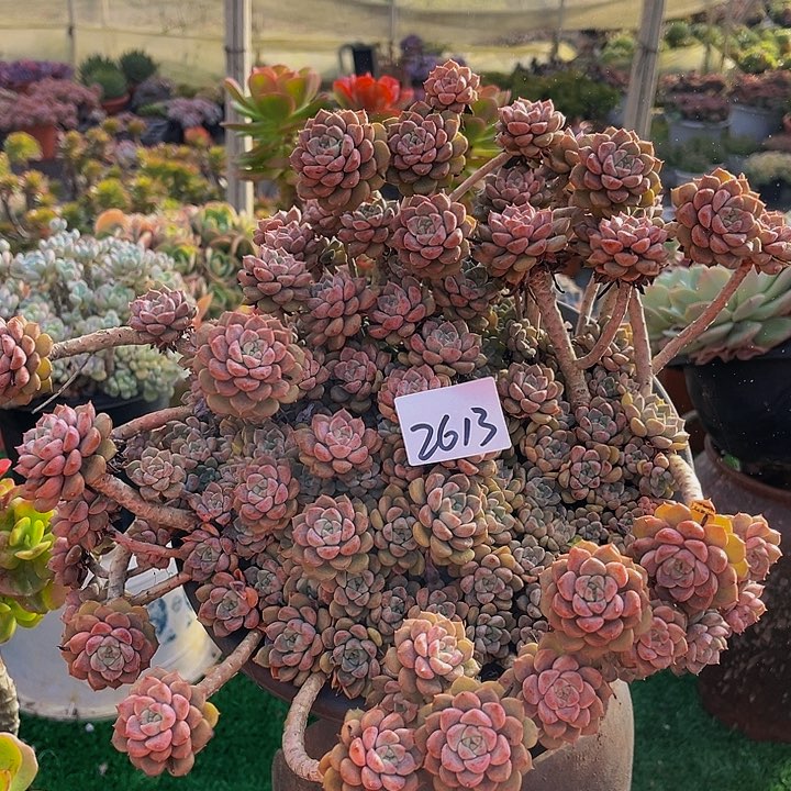 迁***生粉偶布2613