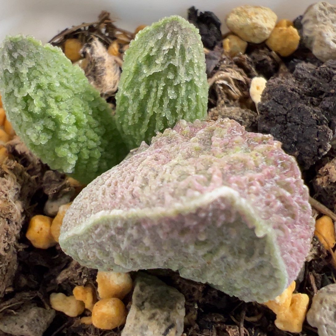 实生新品大苗多肉植物水泡多肉植物