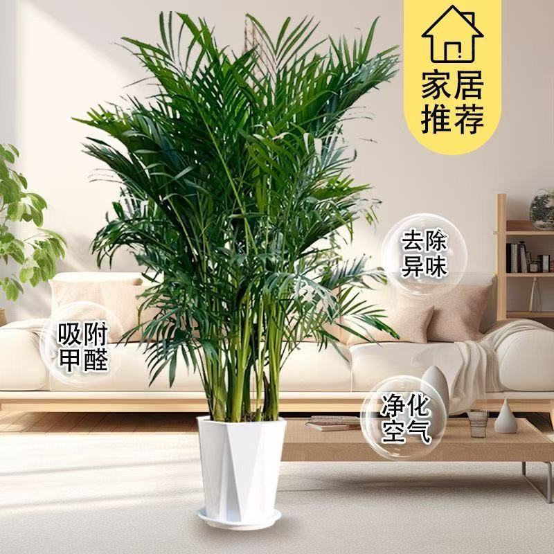 <富贵椰子>80cm-1.1米基地直发绿植大盆栽室内好养植物盆景椰岛风