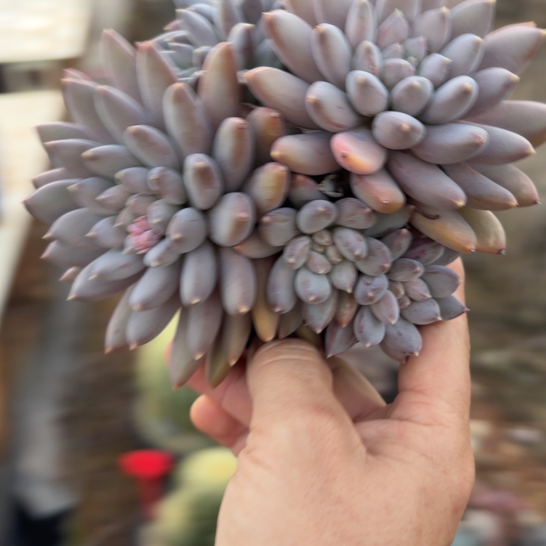 1203多肉植物美人杂交