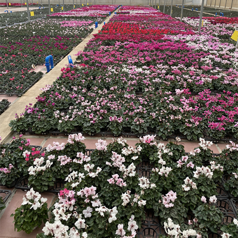 仙客来 一物一拍 四棵花苗组合 喜欢的直接扣编码（8cm盆）发货  