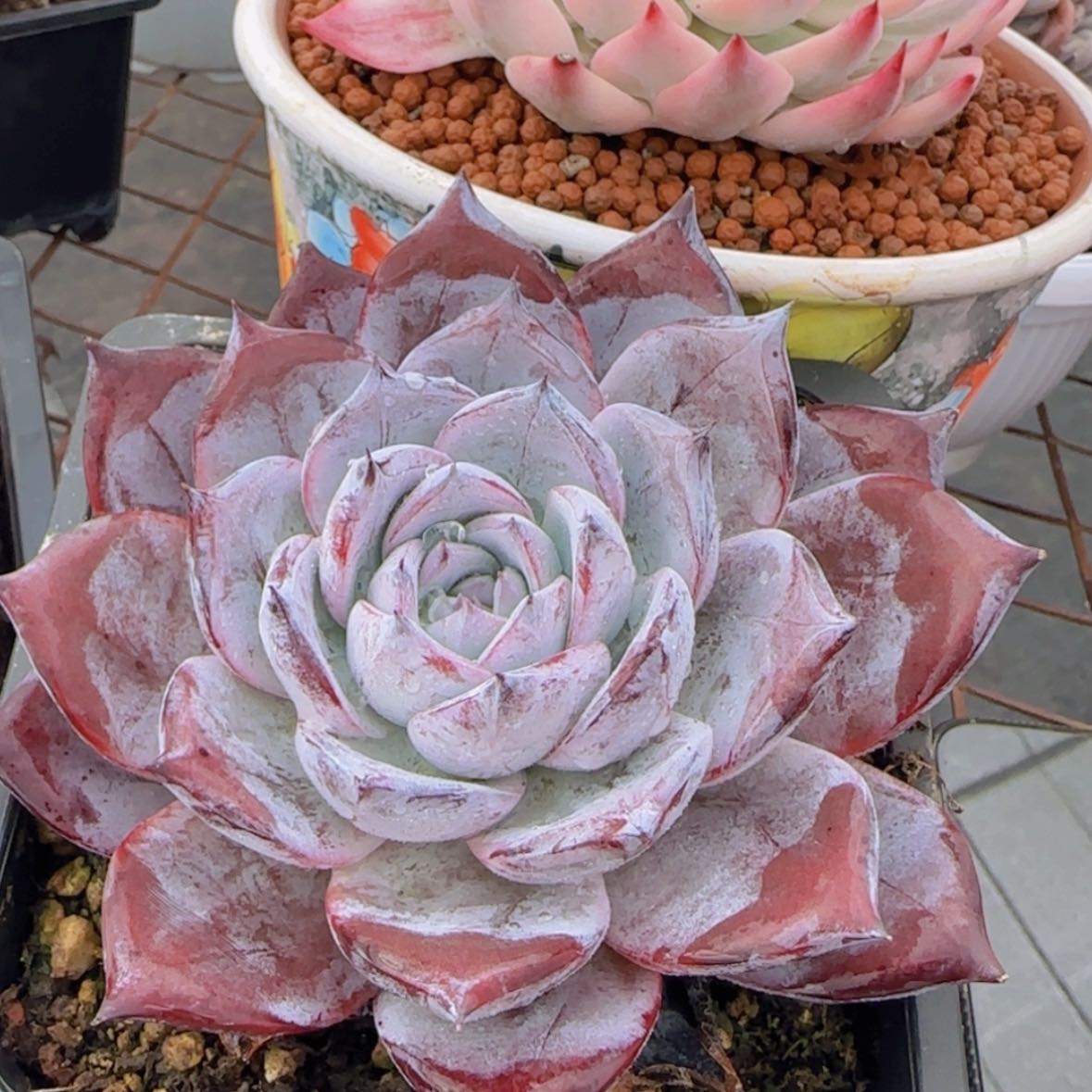 【闪购商品】黑卡29.9