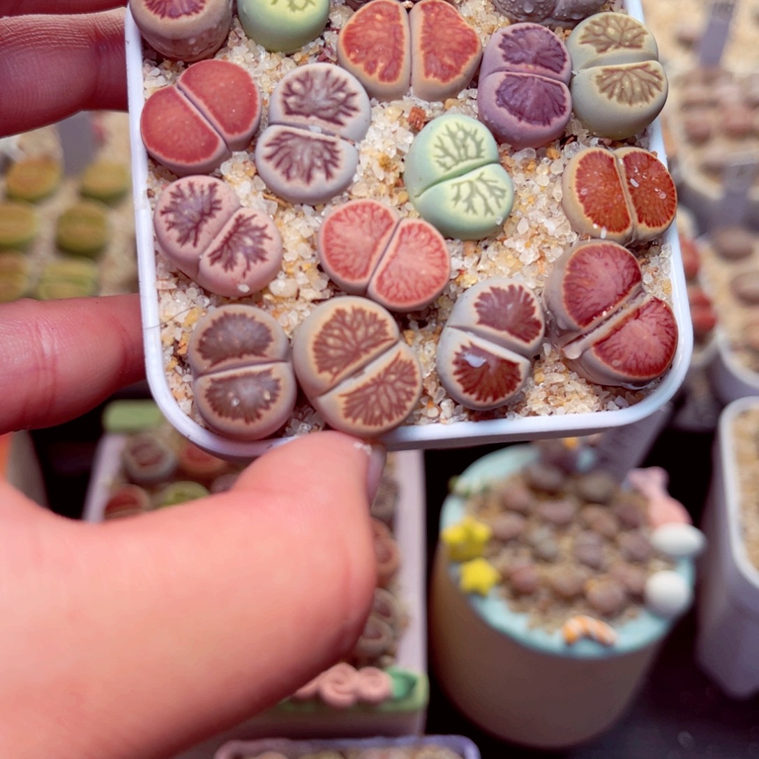 ****幻430号带盆包邮发货