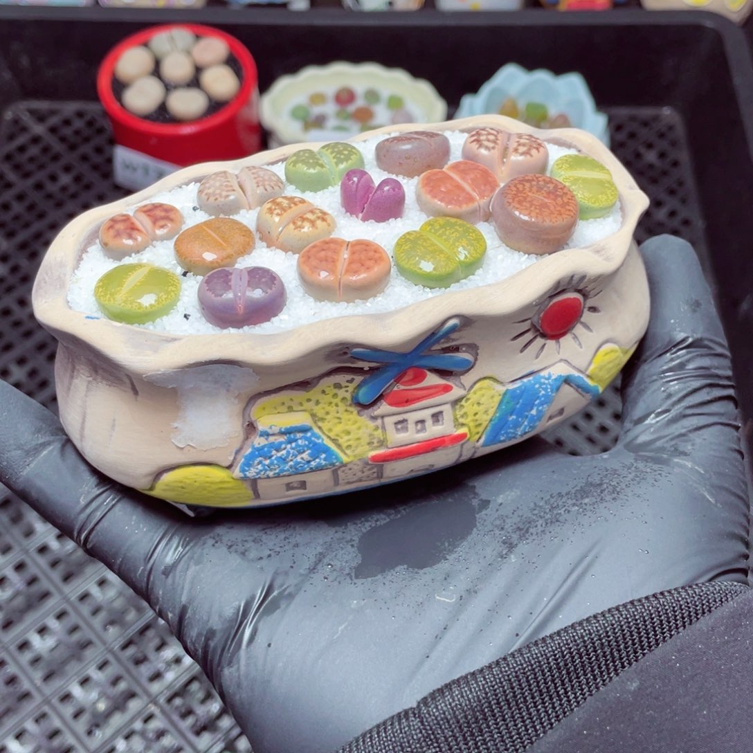 w1743--带盆土发货，零下地区拍保温箱