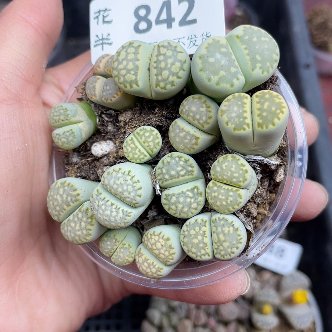 84200000花花鼓励哭啊哭了