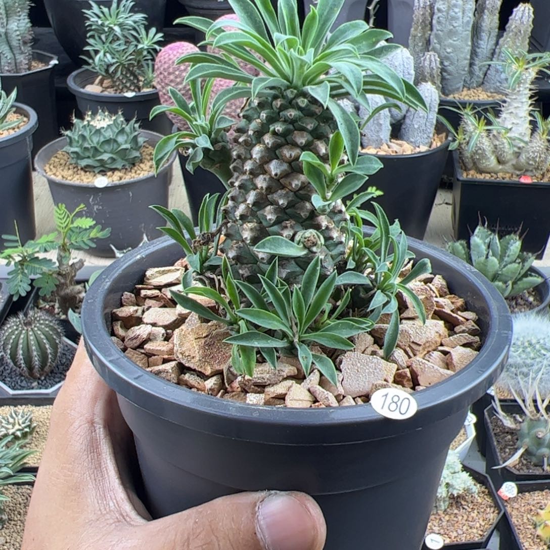 铁甲麒麟大戟一物一拍默认脱土发