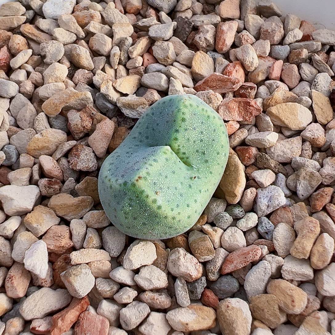 无花朵鬼脸 绿豆糕