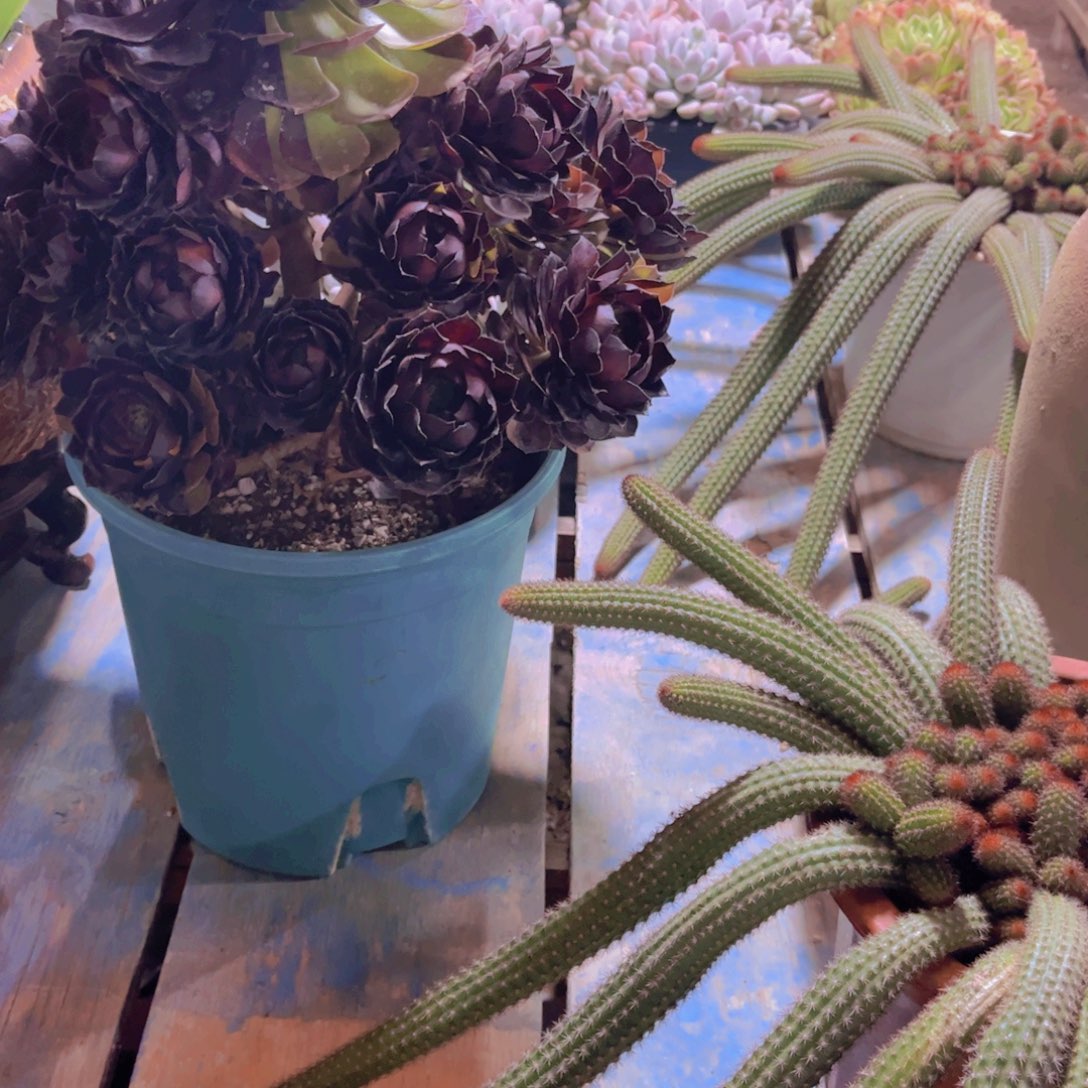 香***合多肉植物保护研究所所长一