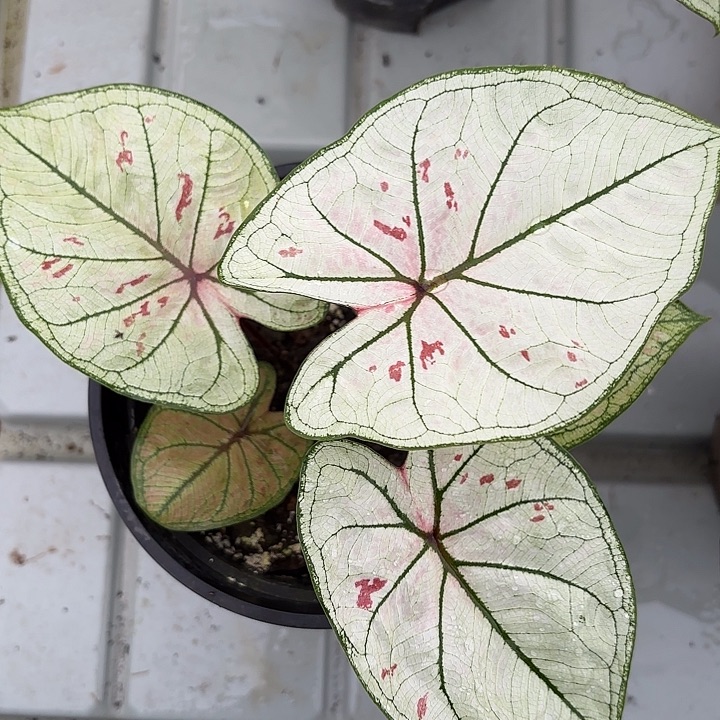 91-0221珠光草莓彩叶芋广东现货