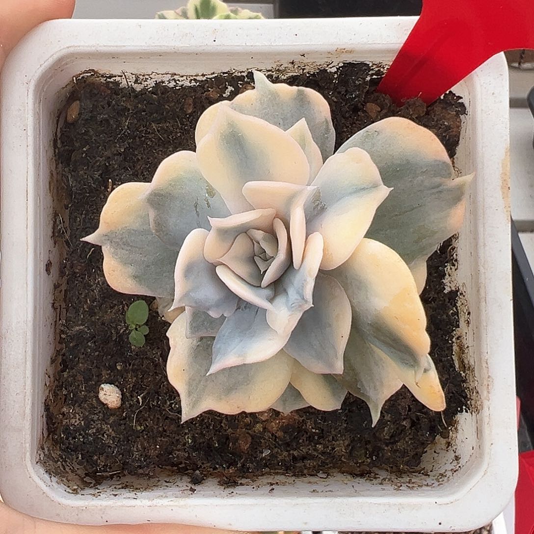 174号丽娜莲锦多肉植物