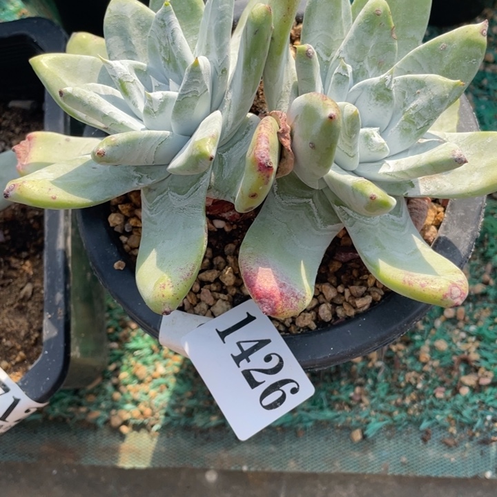 426号牡丹苹果叶山东多肉