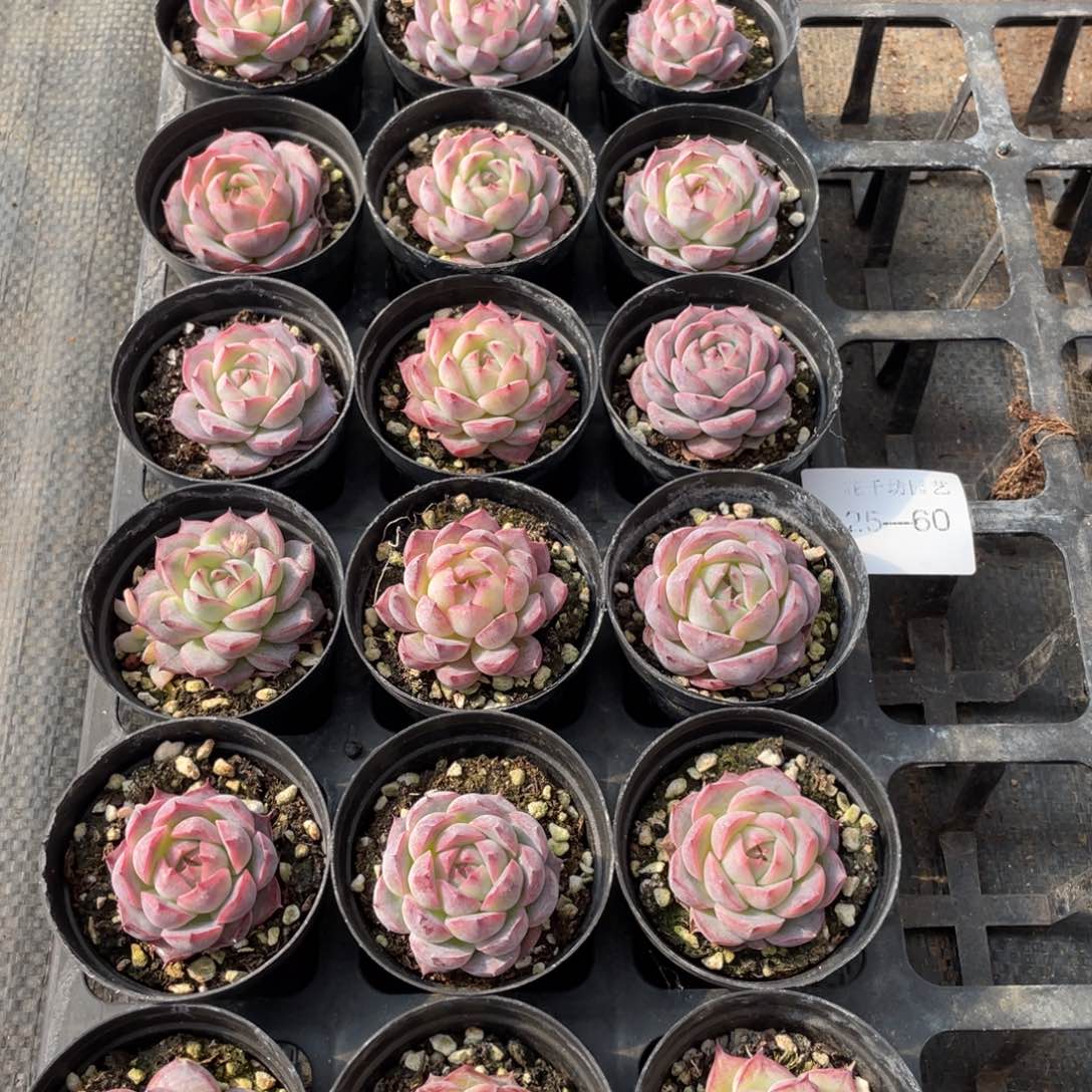 一物一拍18棵25-60