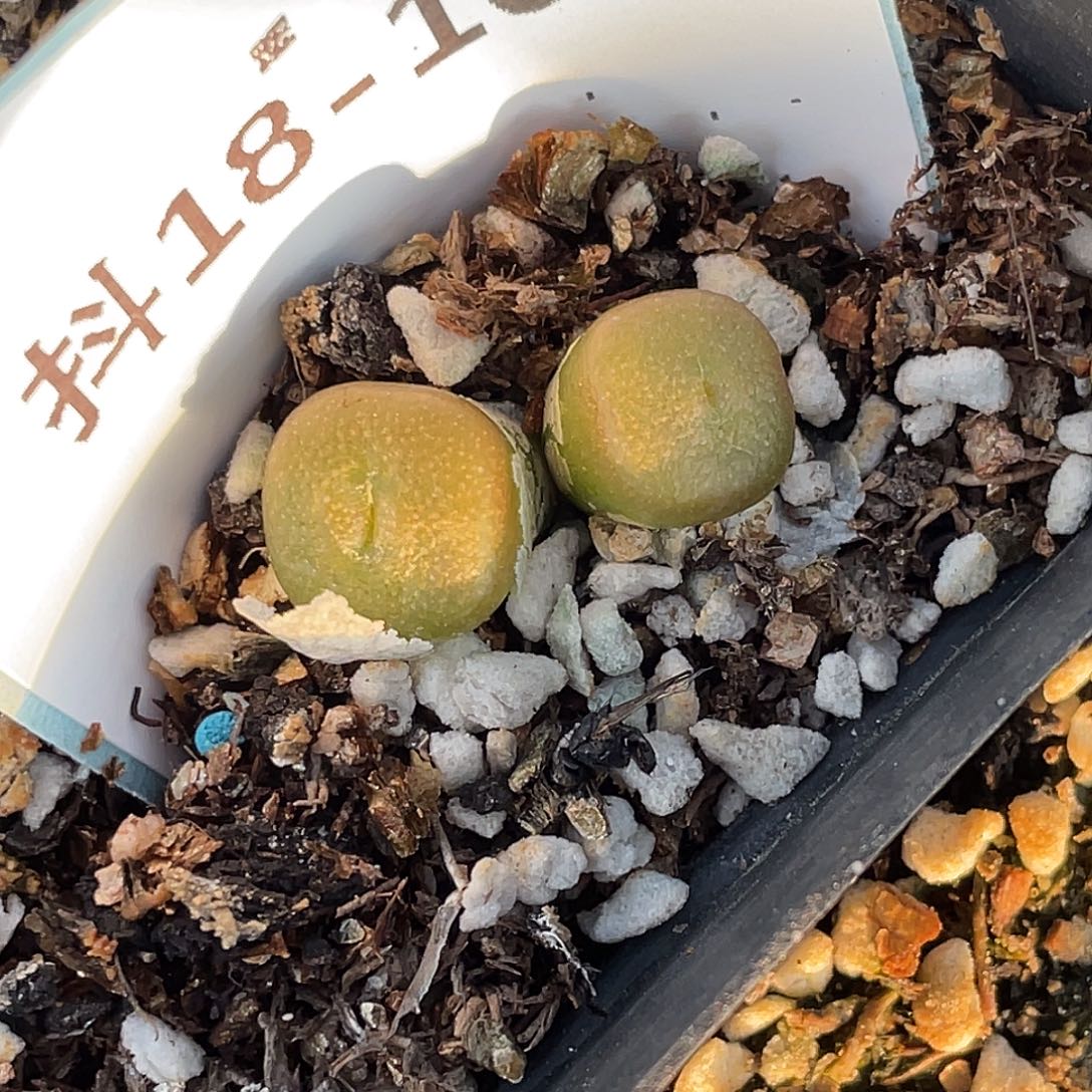 18-160方糖多肉植物