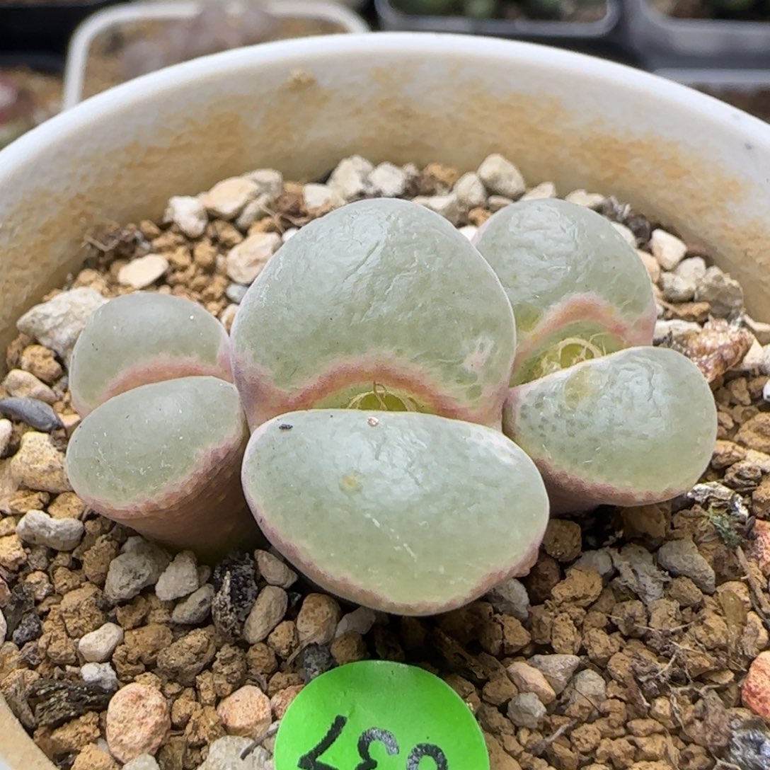 全窗安格尼斯之眼大母本637