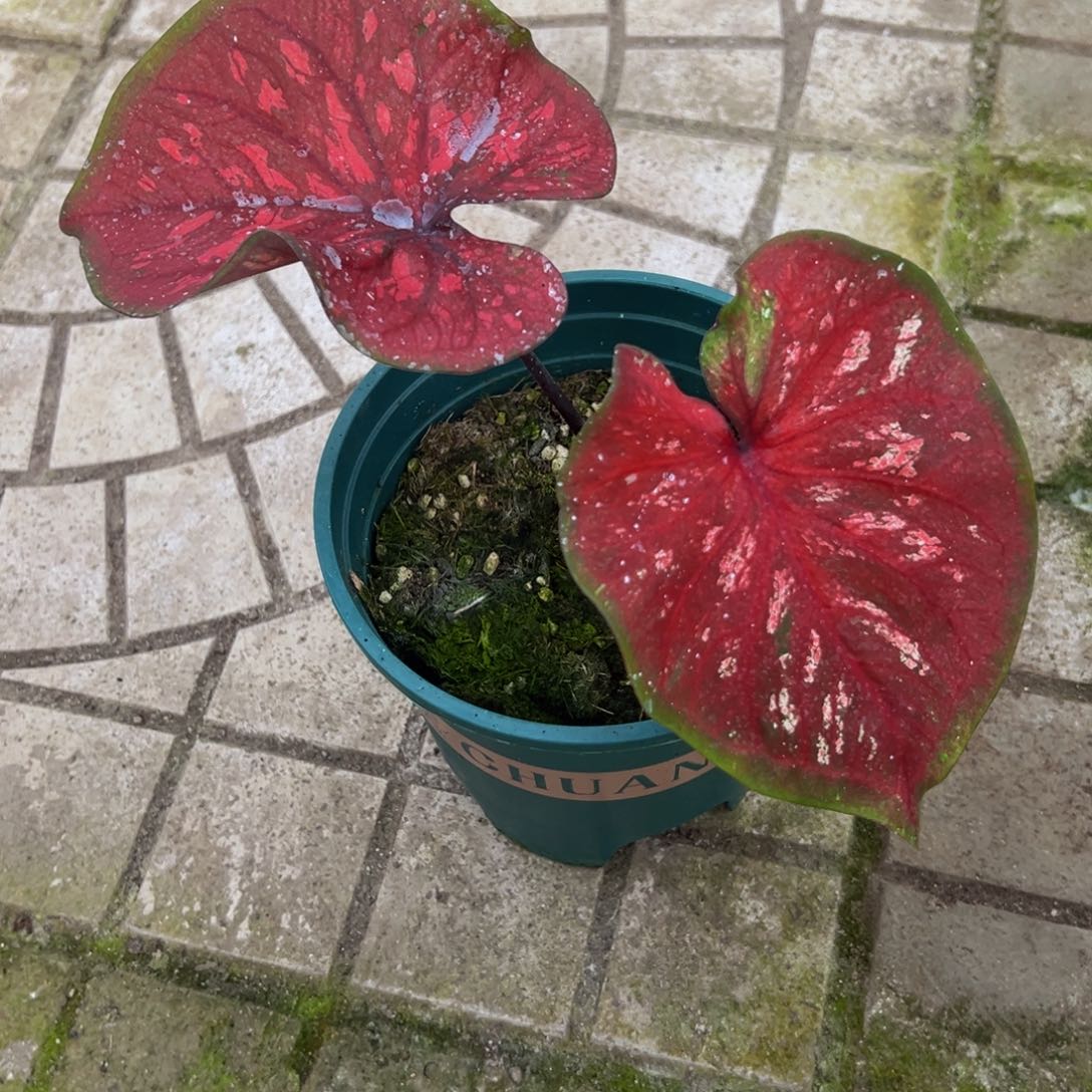 飞***～完全开放5179泰彩