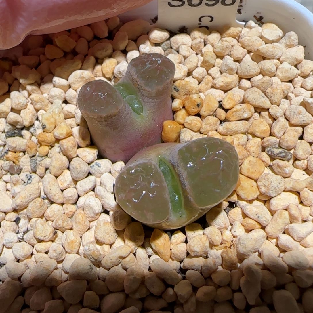 肉锥多肉植物百科-磁铁427