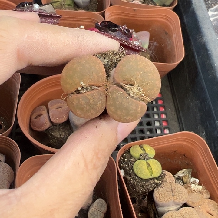 06所有商品一件包邮