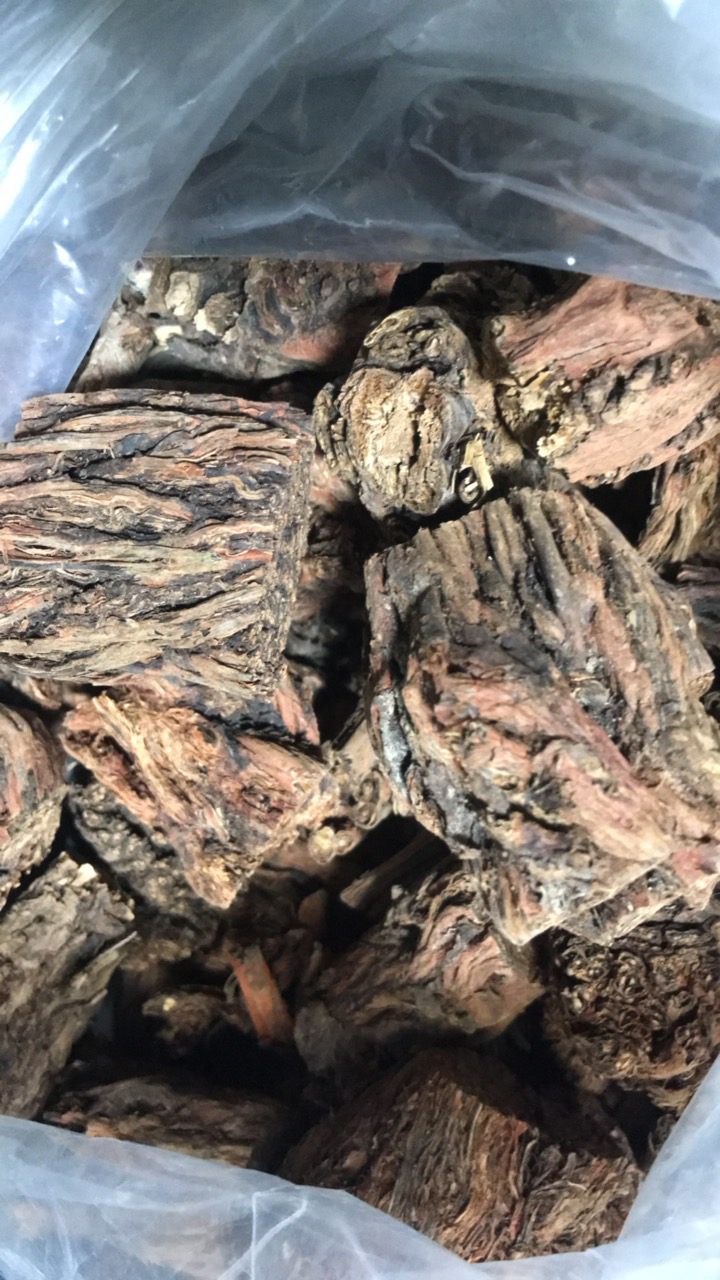 岷县大山里的老丹参